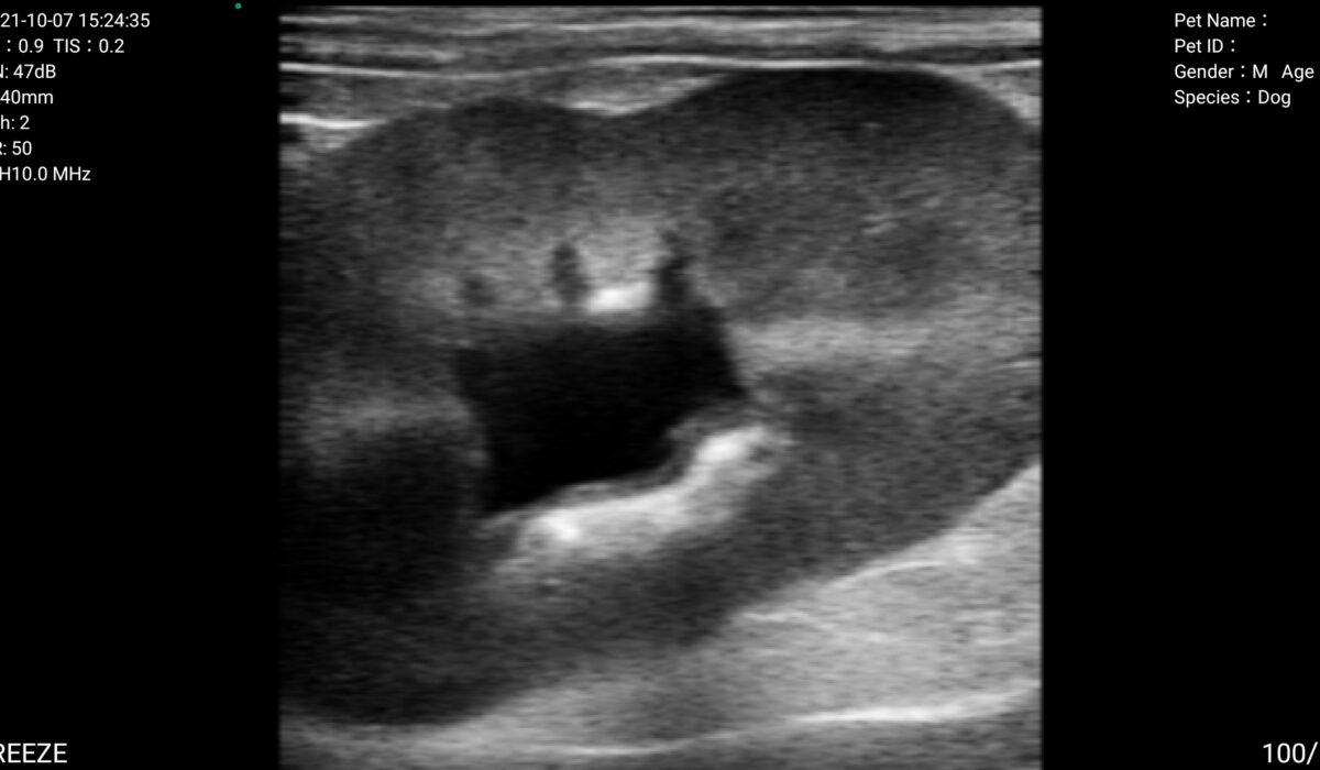 Dog Kidney Hydronephrosis in 2D Mode