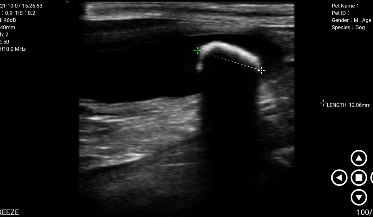 Dog UB Stone in 2D Mode